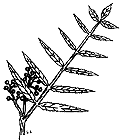 Mountain Ash - Sorbus Americanus Marsh.